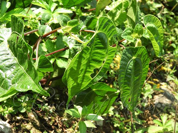 Insolent Clearweed
